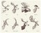 Big set of Horn, antlers Animals moose or elk with impala, gazelle and greater kudu, fallow deer reindeer and stag, doe