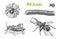 Big set of insects. Bugs Beetles Tattoo, Spider, Worm Centipede Locusts Bee. Lucanus cervus, Julida. Vintage Pets in