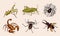 Big set of insects. Vintage Pets in house. Bugs Beetles Scorpion Snail, Whip Spider, Mantis Locusts. Engraved Vector
