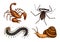 Big set of insects. Vintage Pets in house. Bugs Beetles Scorpion Snail, Whip Spider, Scolopendra. Engraved Vector