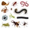 Big set of insects. Vintage Pets in house. Bugs Beetles Scorpion Snail, Whip Spider, Worm Centipede Ant Locusts, Mantis