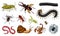 Big set of insects. Vintage Pets in house. Bugs Beetles Scorpion Snail, Whip Spider, Worm Centipede Ant Locusts, Mantis