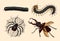 Big set of insects. Vintage Pets in house. Julida Bugs Beetles Whip Spider, Scolopendra. Engraved Vector illustration
