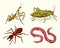 Big set of insects. Vintage Pets in house. Mantis Locusts Worm Ant in the old style. Engraved hand drawn old sketch.
