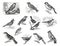 Big set of song birds. Cartoon birds characters isolated on white background. fringilla domestica, alauda cristata, loxia curviros