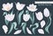 Big set of spring flowers, white vector tulips