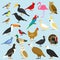 Big set of tropical, domestic and other birds, cardinal, flamingo, owls, eagles, bald, sea, parrot, goose. raven
