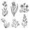 Big set of vintage original line art garden plants.