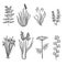 Big set of vintage original line art marsh plants.