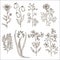 Big set of vintage original line art meadow plants.