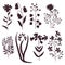 Big set of vintage original silhouette of meadow plants.