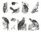 Big set of wild birds. Cartoon birds characters isolated on white background. picus major, cucurlus canorus, rhamphastos toco, psi