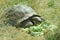 Big Seychelles turtle