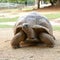 Big Seychelles turtle.Close up in a sunny day