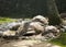 Big Seychelles turtles hide from a heat in a pool