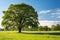 a big, shady tree in a soft sunlit meadow