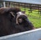 Big and shaggy bull bison