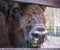 Big and shaggy bull bison