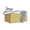 A big shaggy cat is sitting in a cardboard box. The cat looks at us with cunning yellow eyes. He has a cute pink nose