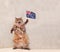The big shaggy cat is very funny standing.flag