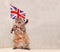 The big shaggy cat is very funny standing.flag