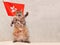 The big shaggy cat is very funny standing.flag