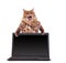 The big shaggy cat is very funny standing.laptop