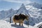 Big shaggy yak stands, tethered against the background of the beautiful white mountains of the Caucasus