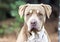 Big Shar Pei and American Bulldog mix breed dog portrait