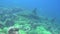 Big shark on background underwater landscape in sea of Galapagos Islands.