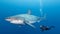 Big shark and diver at deep ocean. Underwater adventure. AI generated