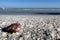 Big shell an the left side in front, Sanibel Island, Florida