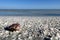 Big shell an the left side in front, Sanibel Island, Florida