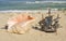 Big shell and toy sailing ship on beach