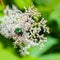 Big shiny green bug sitting in flowers of Spiraea Japonica Meadowsweet. Selective focus