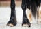 Big shire horse hooves