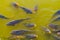 Big shoal of common carps swimming together and coming above the water with their mouths, common fish specie from Europe