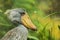 Big shoebill Balaeniceps rex close-up portrait in the jungle in the rain