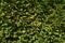 Big shrub of cornus mas or cornelian cherry or european cornel i