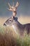 Big side portrait of whitetail buck