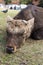 Big Sika Male deer cut antler sleep and lying in the park