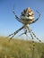 Big silver spider in the steppe
