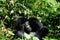 Big silverback mountain gorilla observing the park visitors