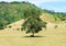 Big Single Tree Standing Alone in The Green Field and Handmade Chair under The Shadow of Big Tree for Tourist to Rest