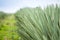 Big sisal plantation