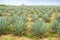 Big sisal plantation