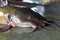 big size clarias batrachus magur walking catfish sale in indian fish market hd