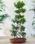Big size Ficus bonsai ginseng retusa plant