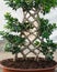 Big size Ficus bonsai ginseng retusa plant