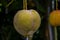 Big Size Mango, Yellow Mango, hanging on tree HD Mango Image